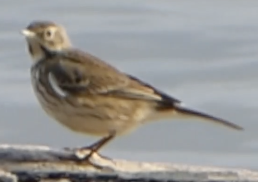 American Pipit - G Alvarez