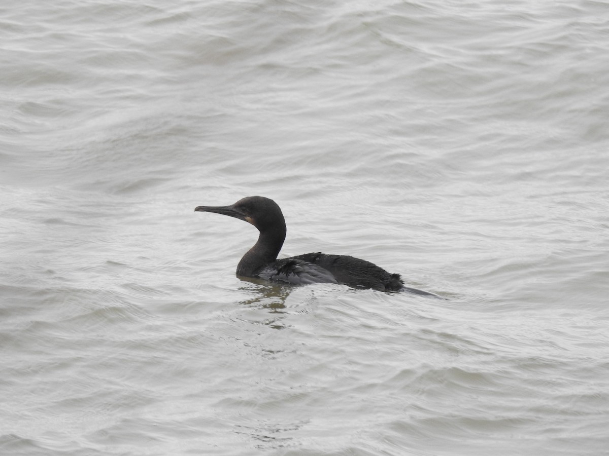 Brandt's Cormorant - ML521572021