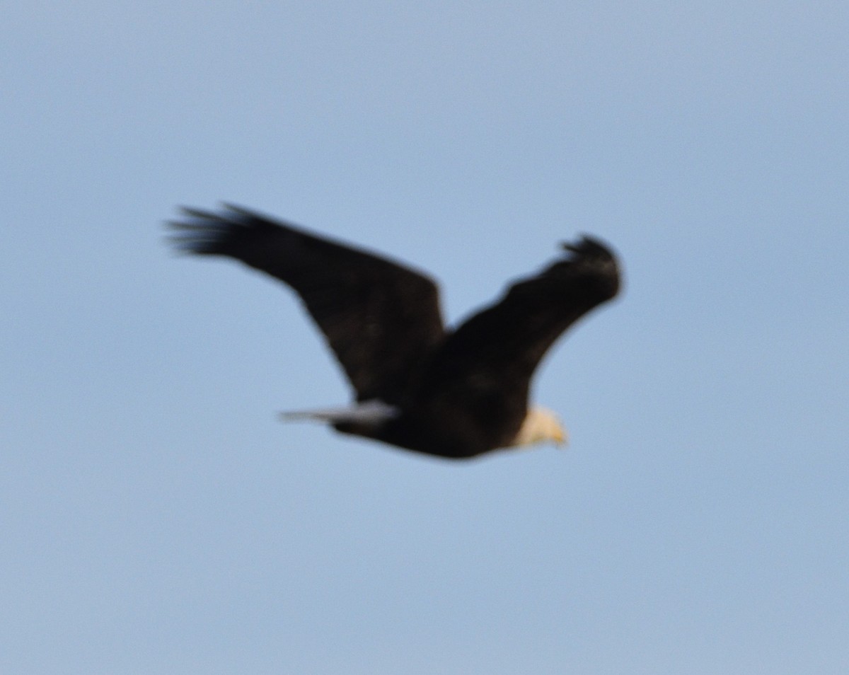 Bald Eagle - ML521572431