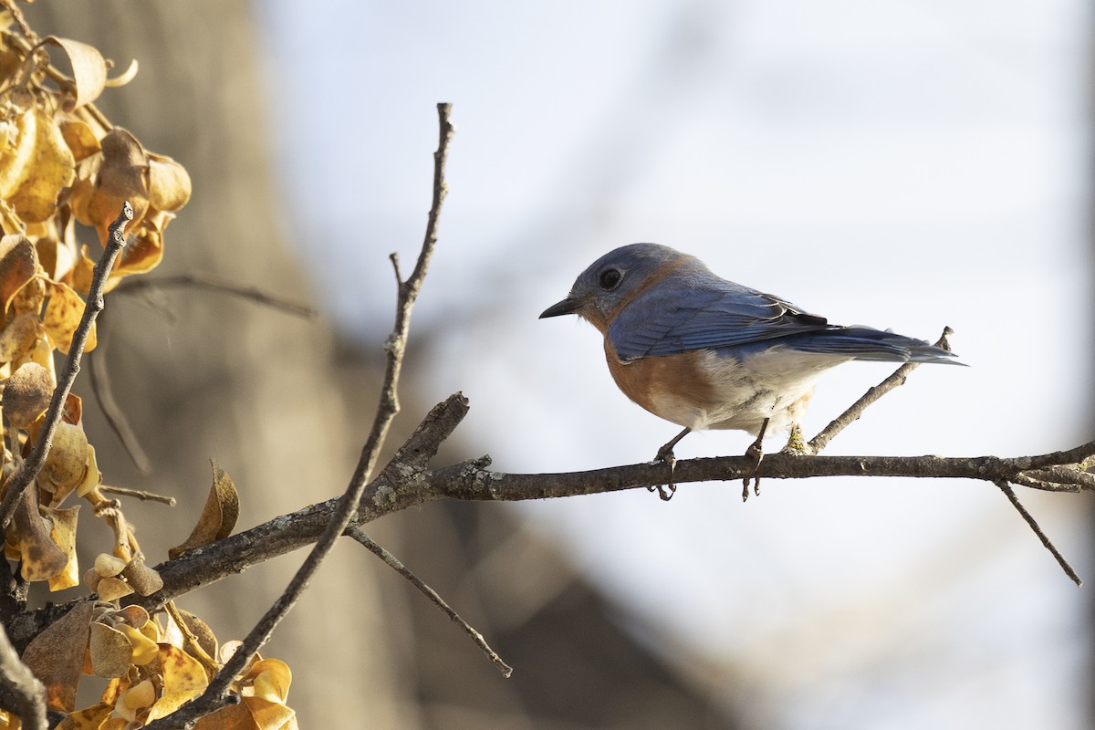 Eastern Bluebird - ML521572971