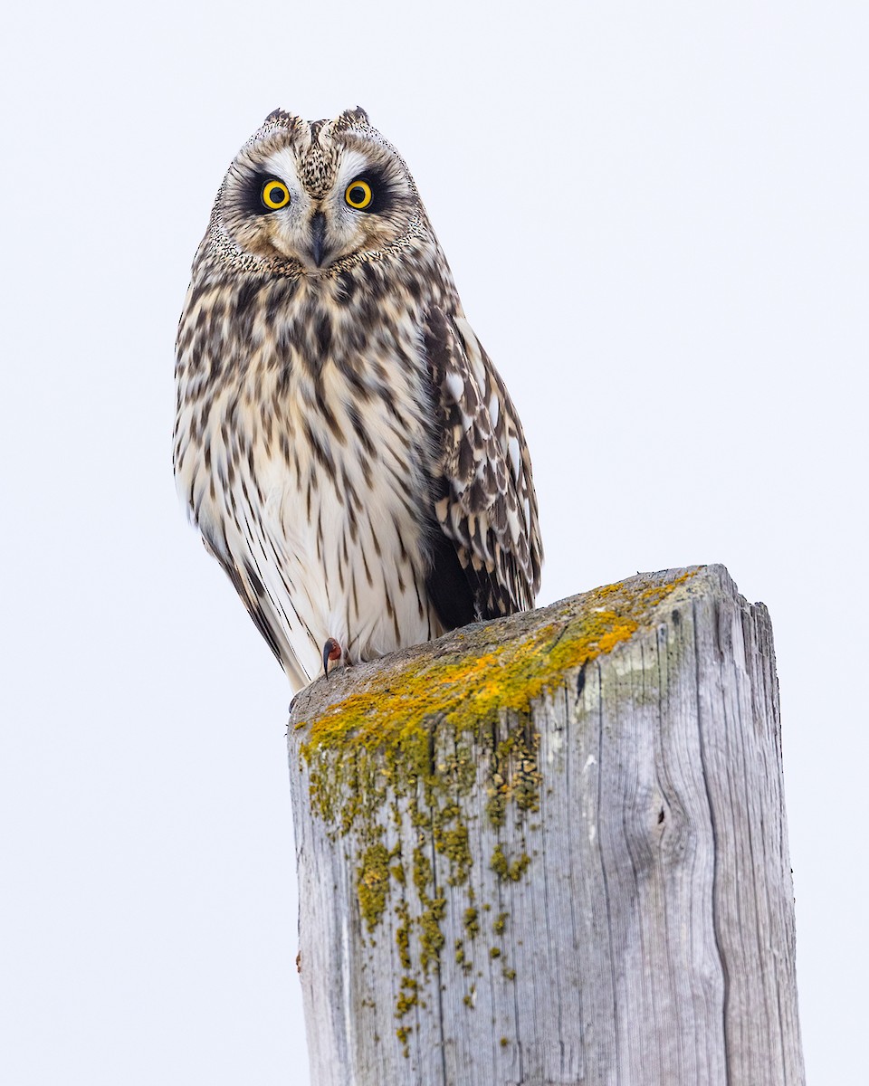 Short-eared Owl - ML521573121