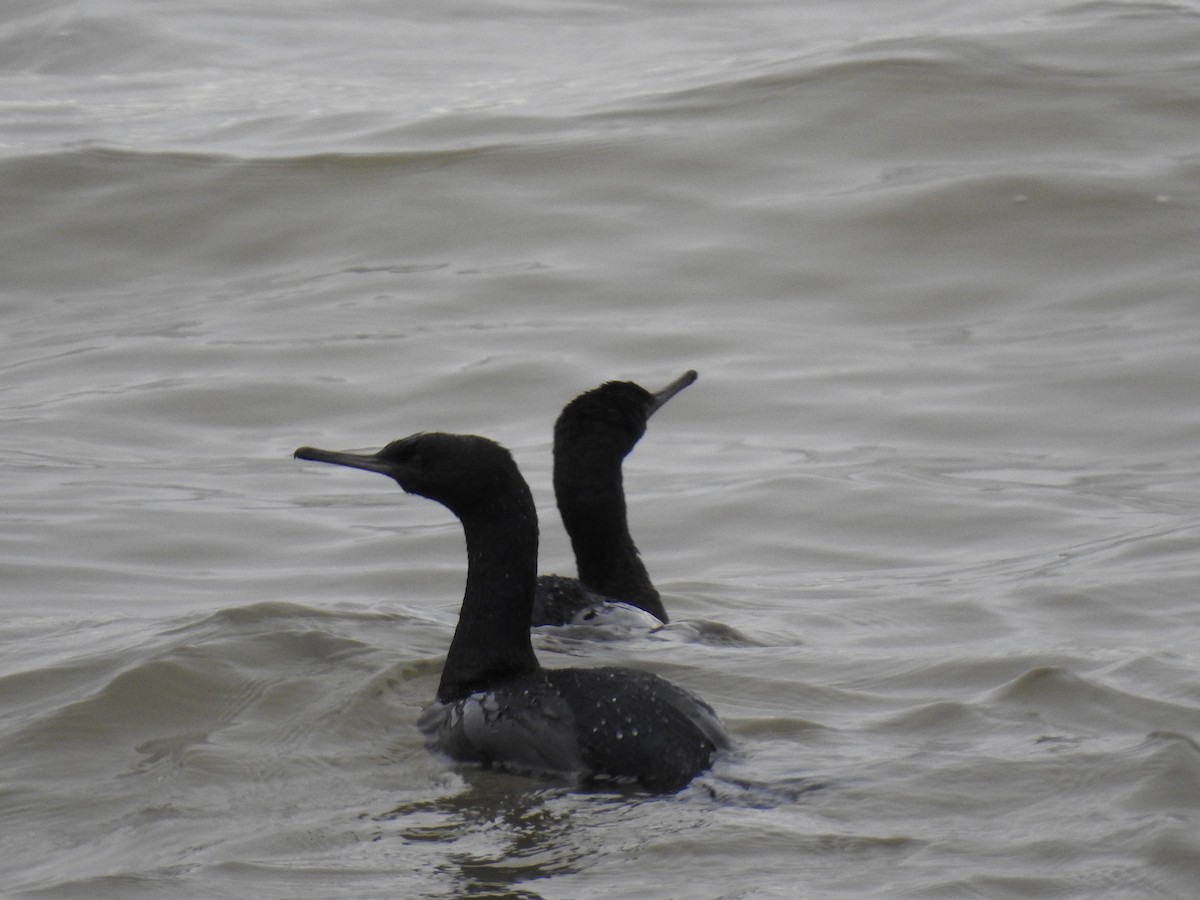 Cormoran pélagique - ML521573991