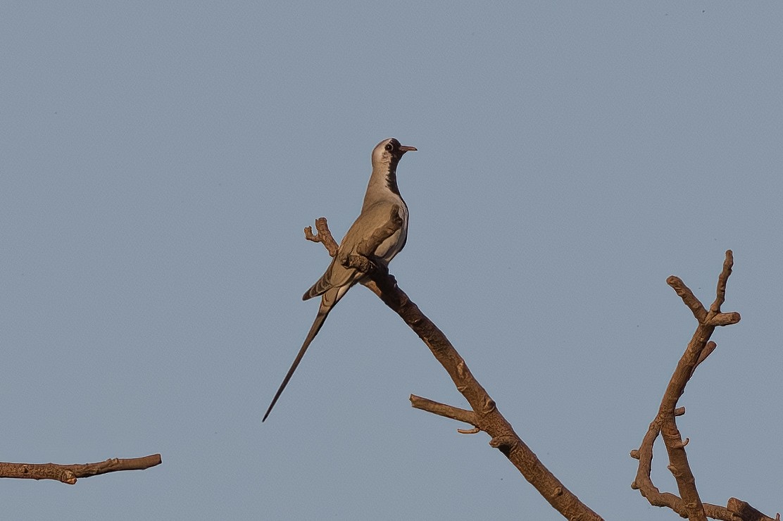 Namaqua Dove - Dmitriy Aronov