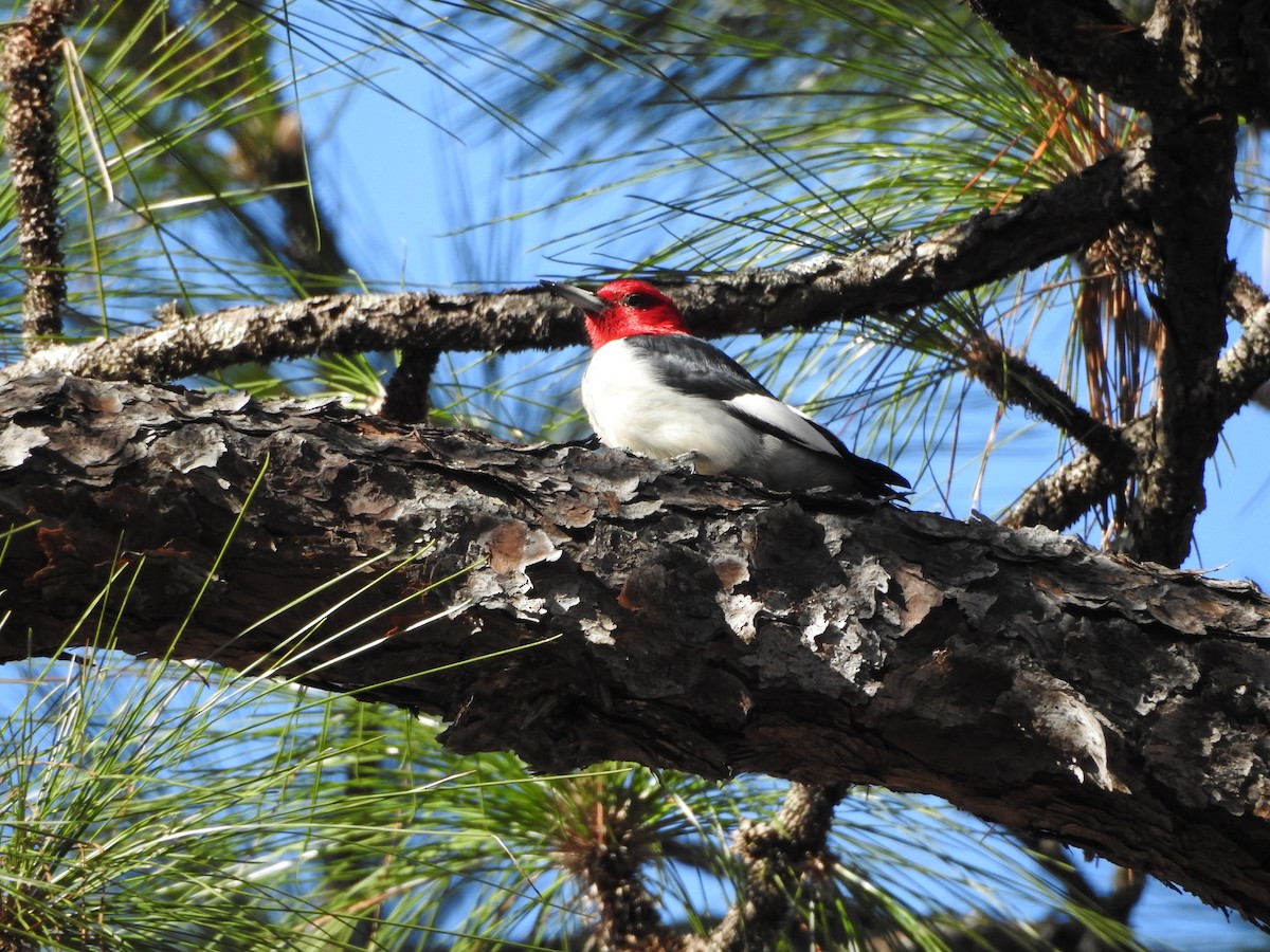 Red-headed Woodpecker - ML521574521
