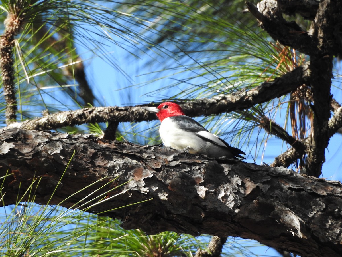 Red-headed Woodpecker - ML521574531