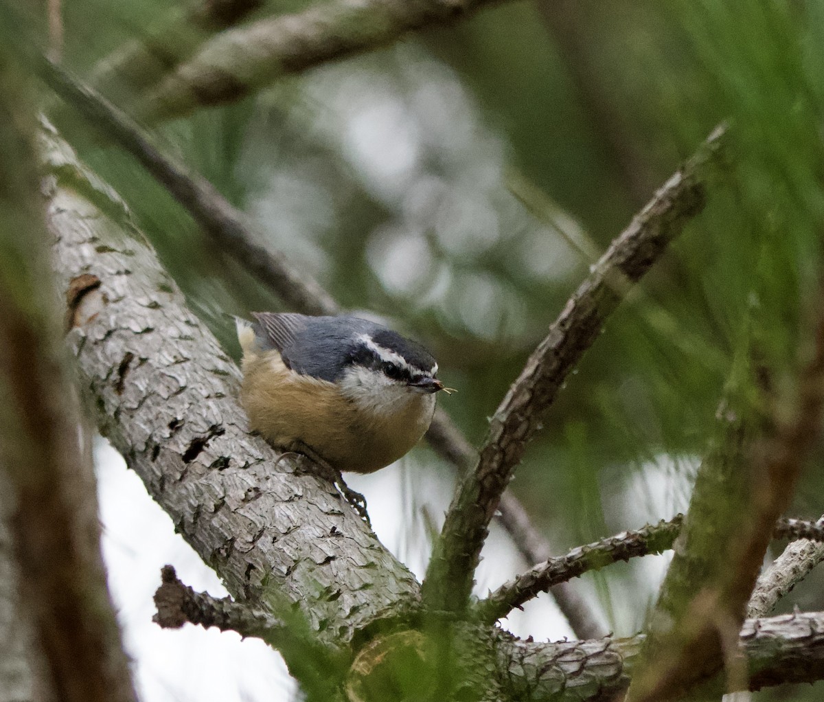 Red-breasted Nuthatch - ML521574971