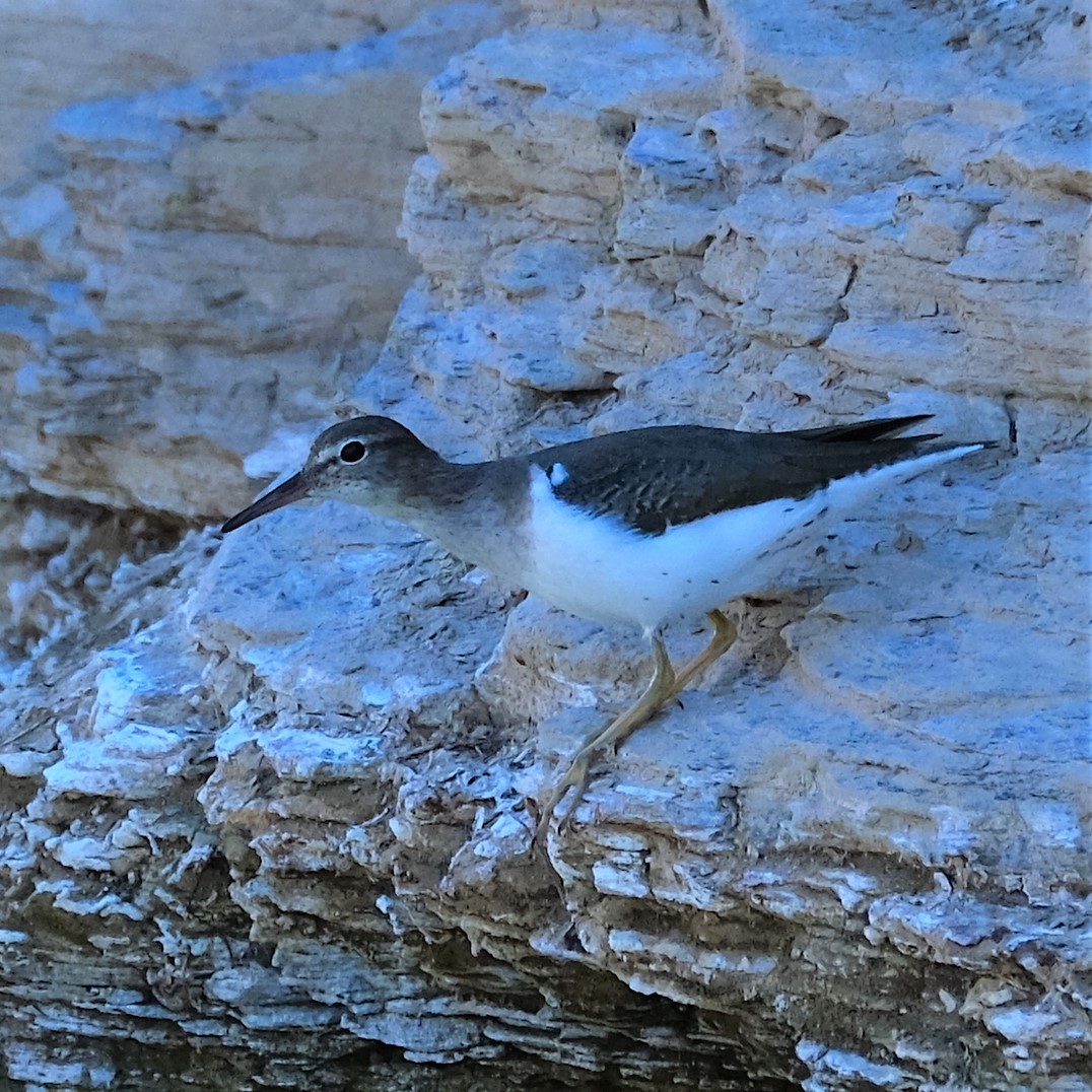 Spotted Sandpiper - Andrew Dressel