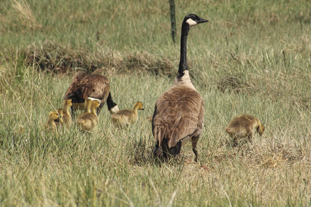 Canada Goose - ML521576491