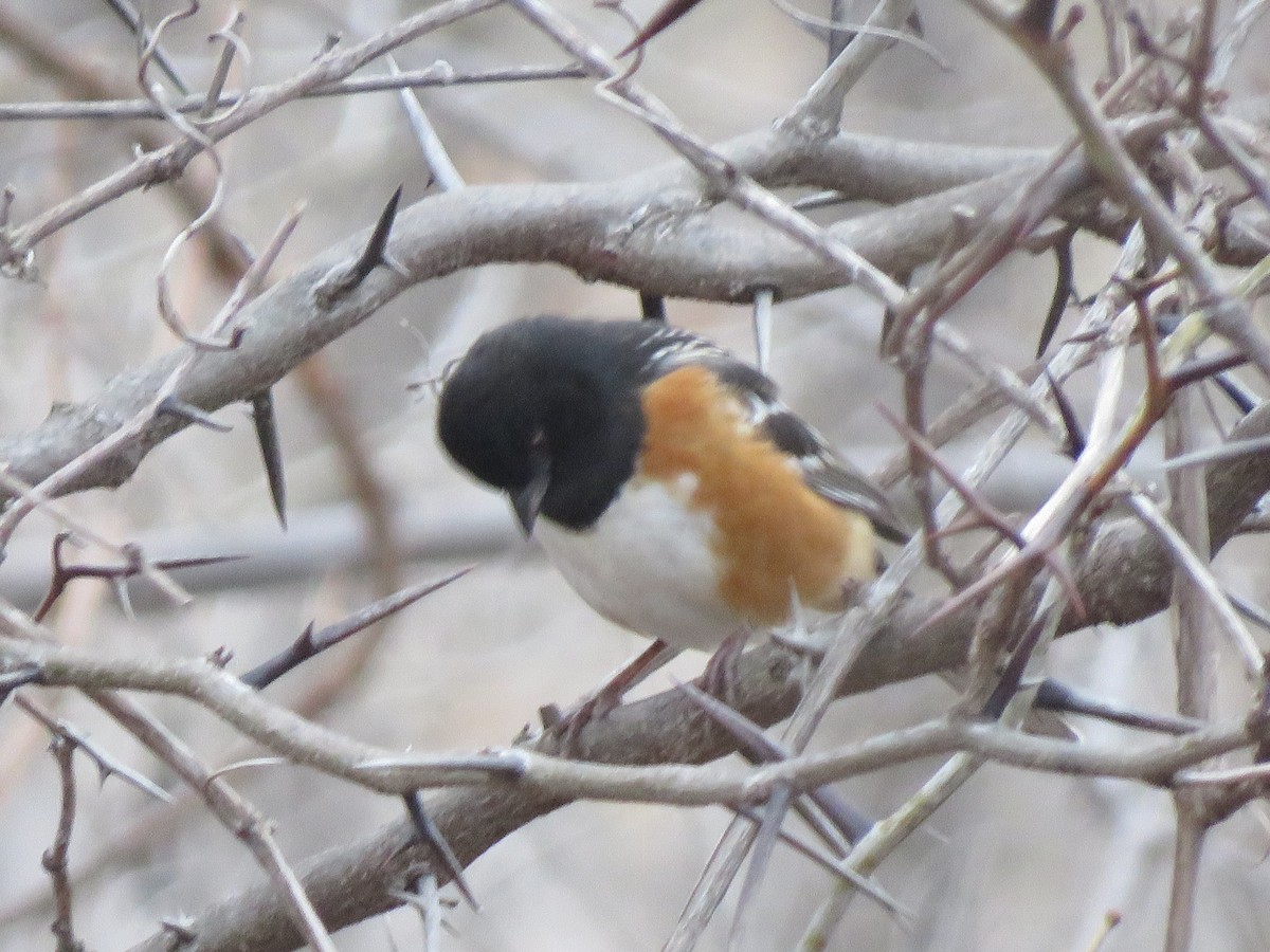 Spotted Towhee - ML521576511