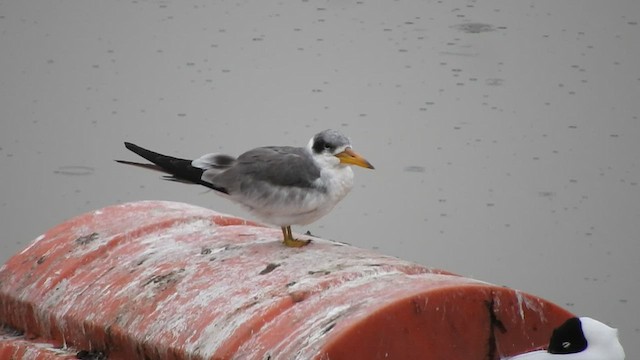 Large-billed Tern - ML521576751