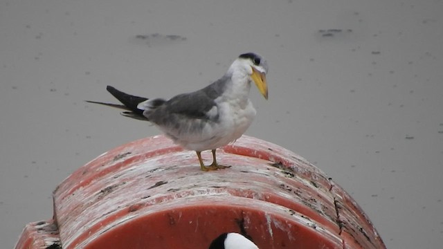 Large-billed Tern - ML521576771