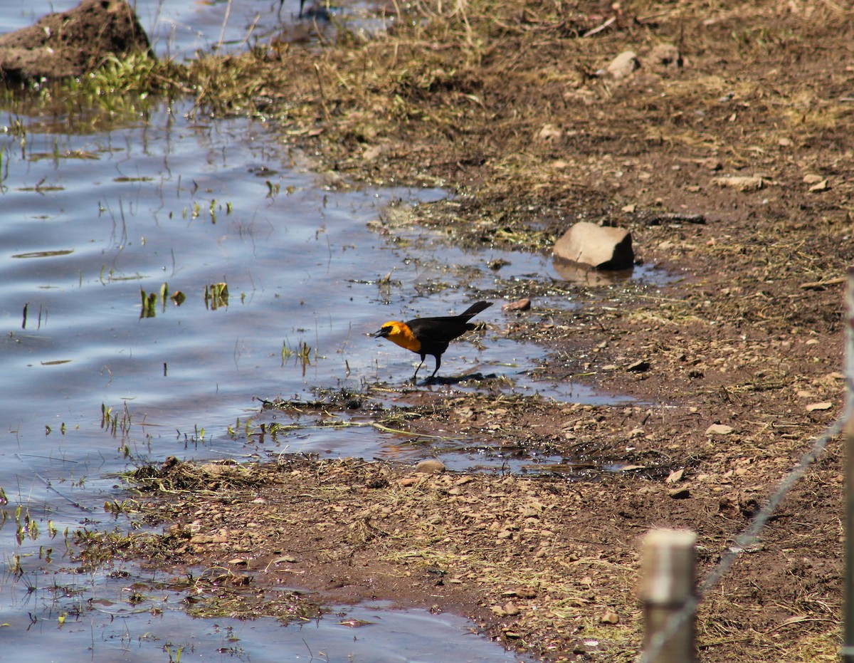 Yellow-headed Blackbird - ML521577341