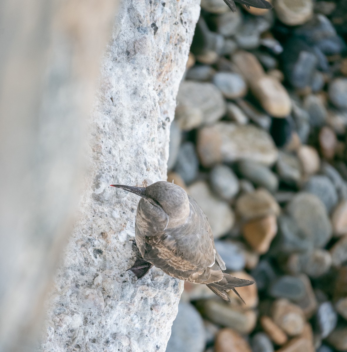 Inca Tern - ML521577611