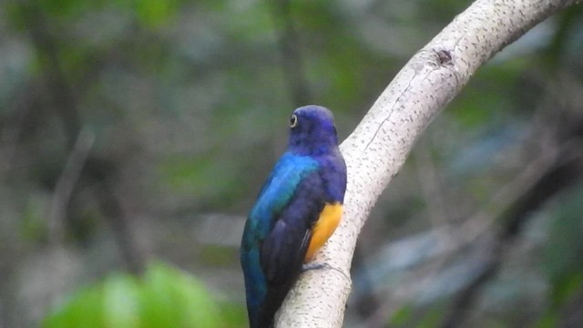 Amazonian Trogon - ML521577651