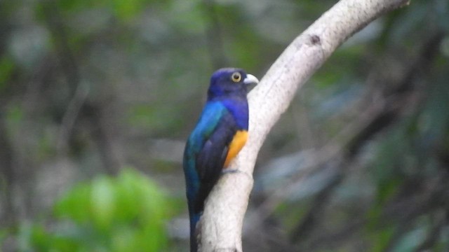 trogon amazonský - ML521577661