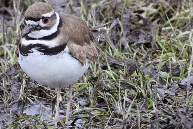 Killdeer - ML521577991