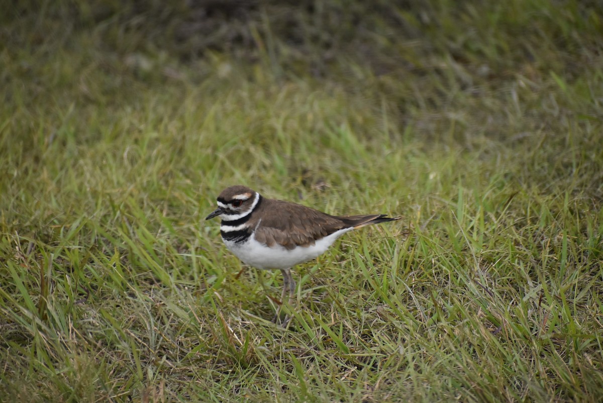 Killdeer - ML521578011