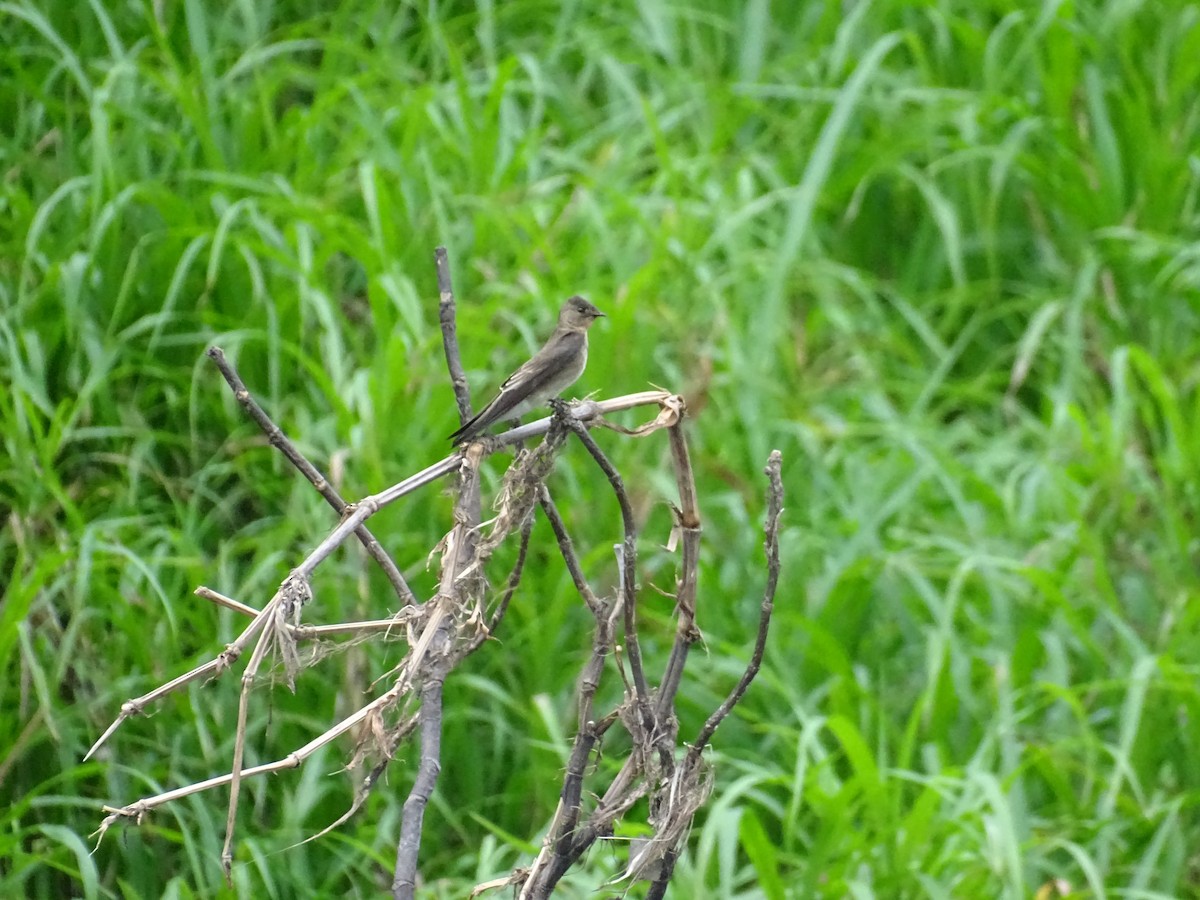 Southern Rough-winged Swallow - ML521579691