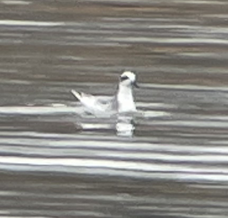 Red Phalarope - ML521579741