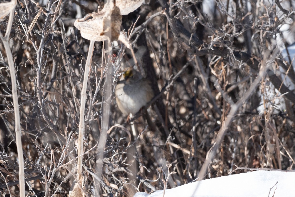 Golden-crowned Sparrow - Ariana Dickson