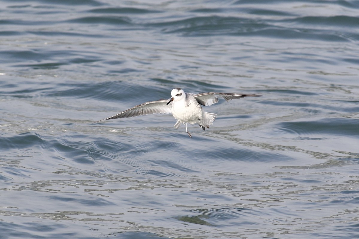 Red Phalarope - ML521580241