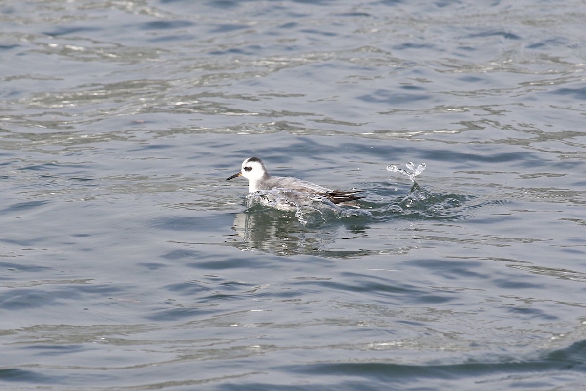 Red Phalarope - ML521580301