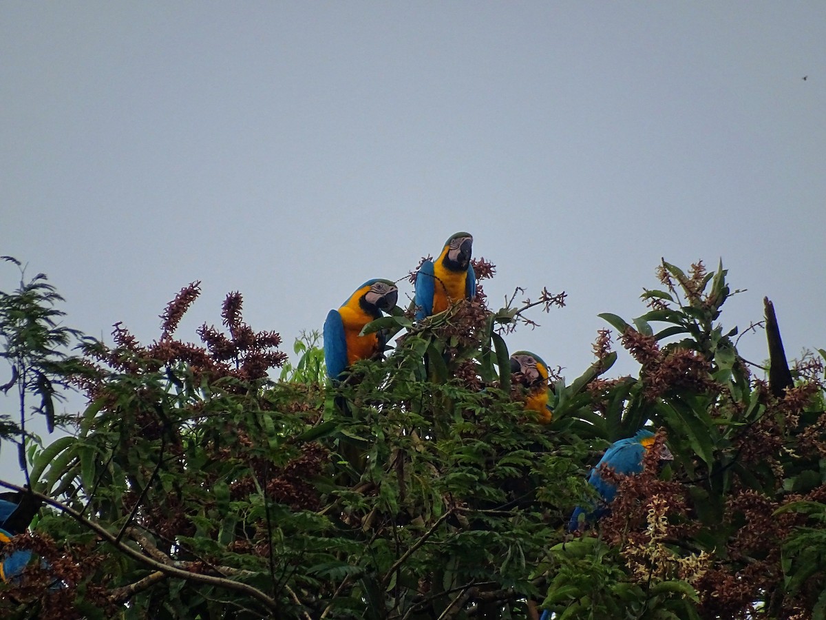Blue-and-yellow Macaw - ML521580541
