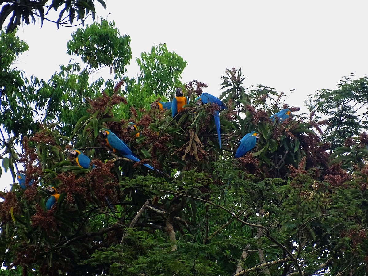 Blue-and-yellow Macaw - ML521580561