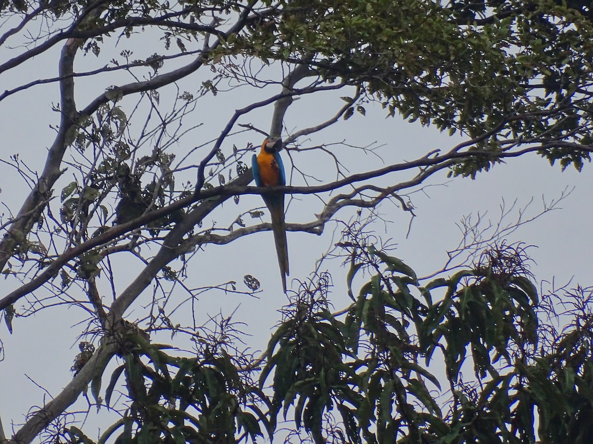 Blue-and-yellow Macaw - Ernesto Guzmán