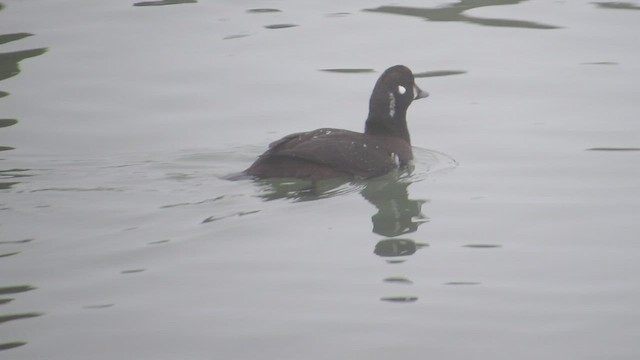 Harlequin Duck - ML521580931