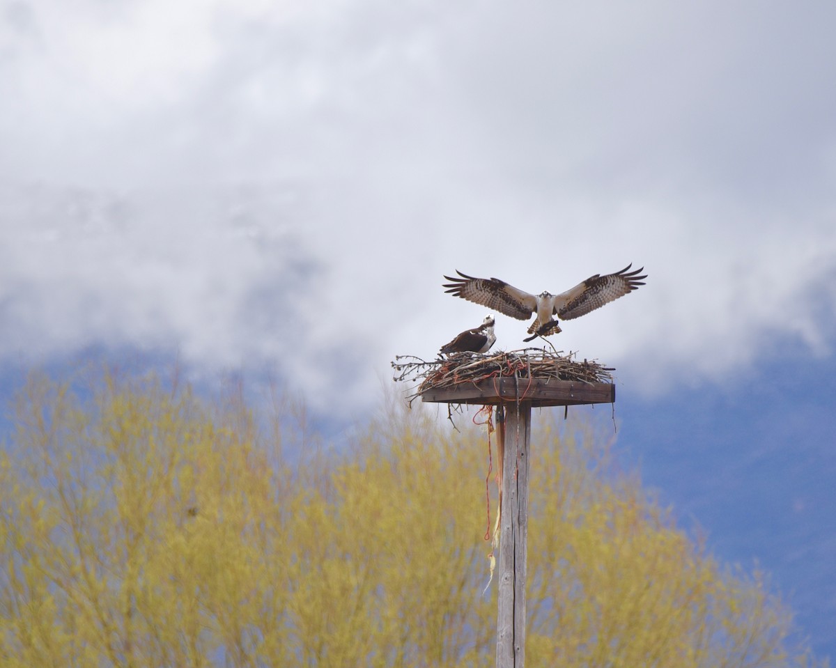 Osprey - Cary Hobbs