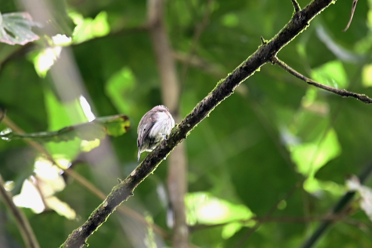 Grayish Piculet - ML521581291