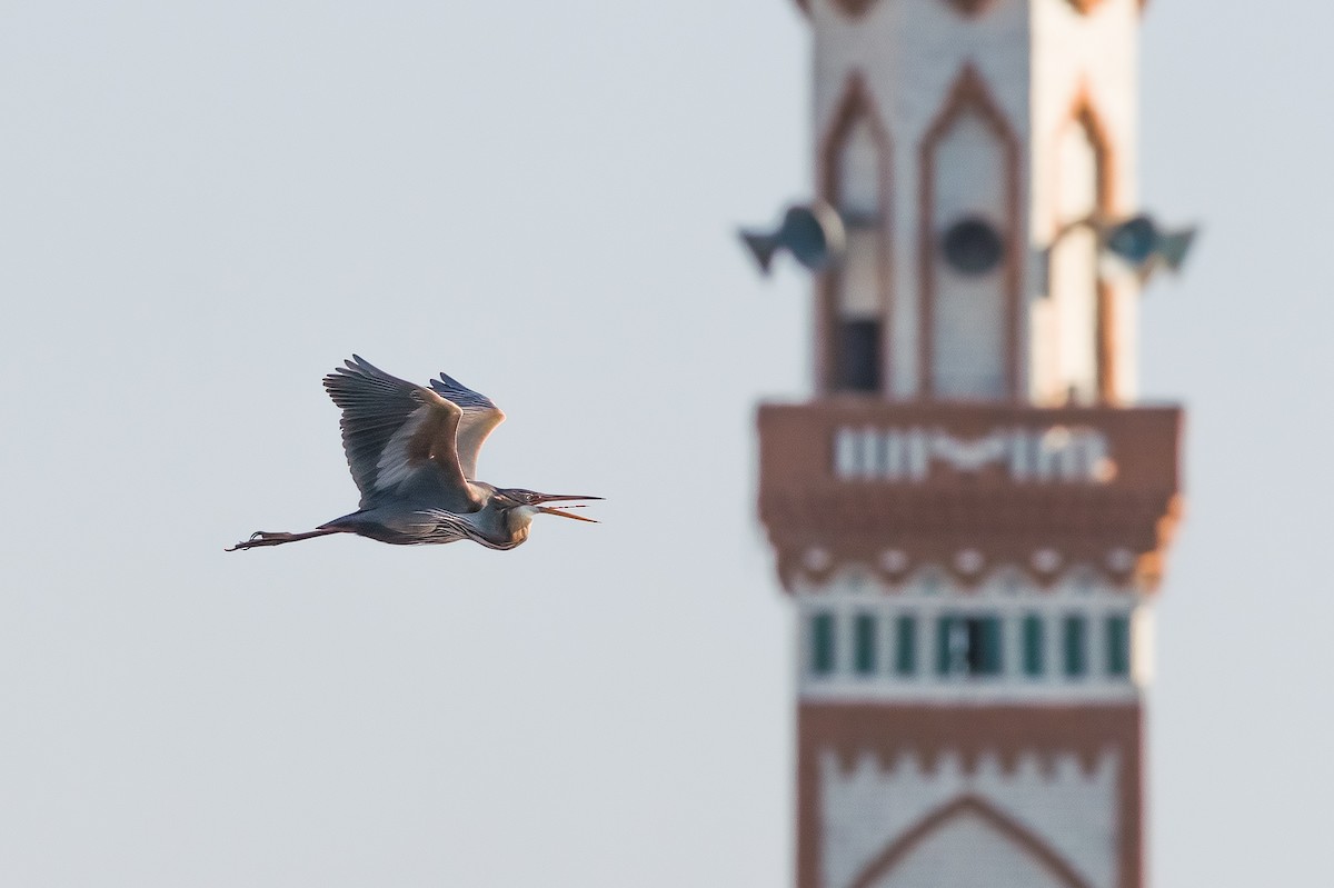 Purple Heron - Dmitriy Aronov