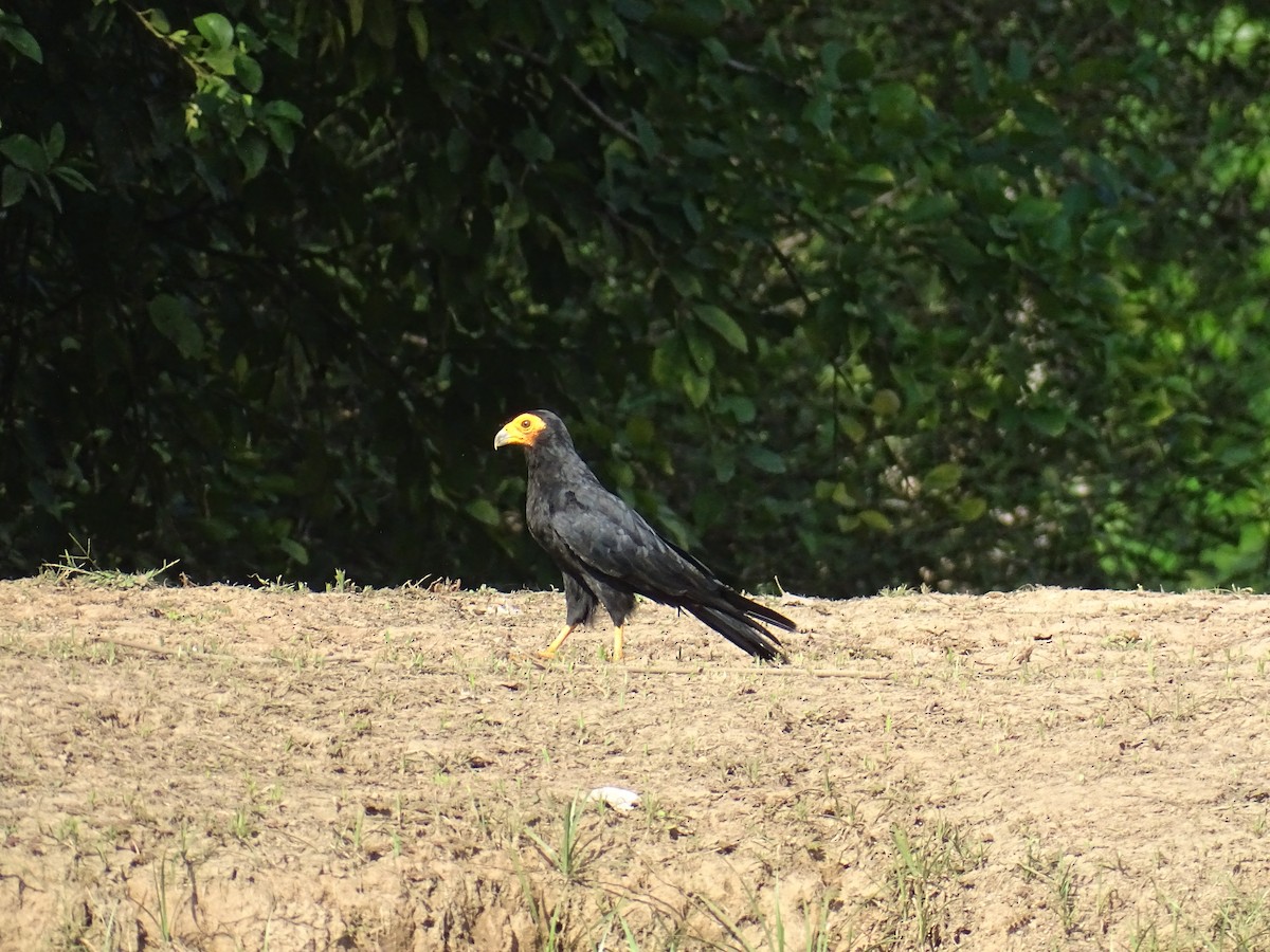 Black Caracara - ML521583281