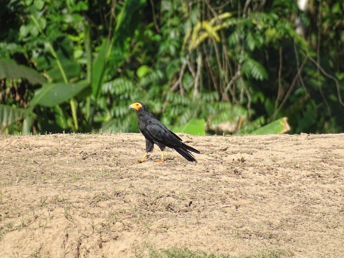 Black Caracara - ML521583291