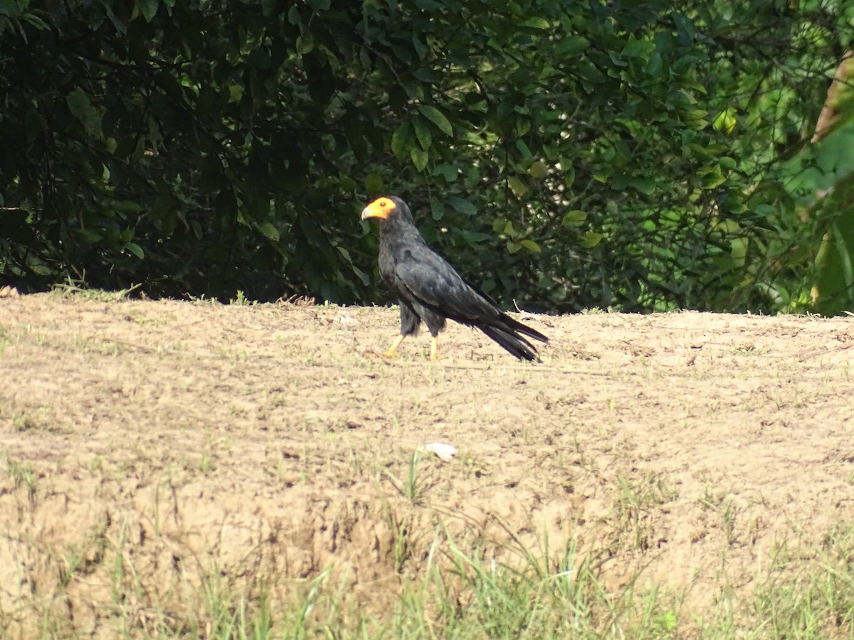 Black Caracara - ML521583301