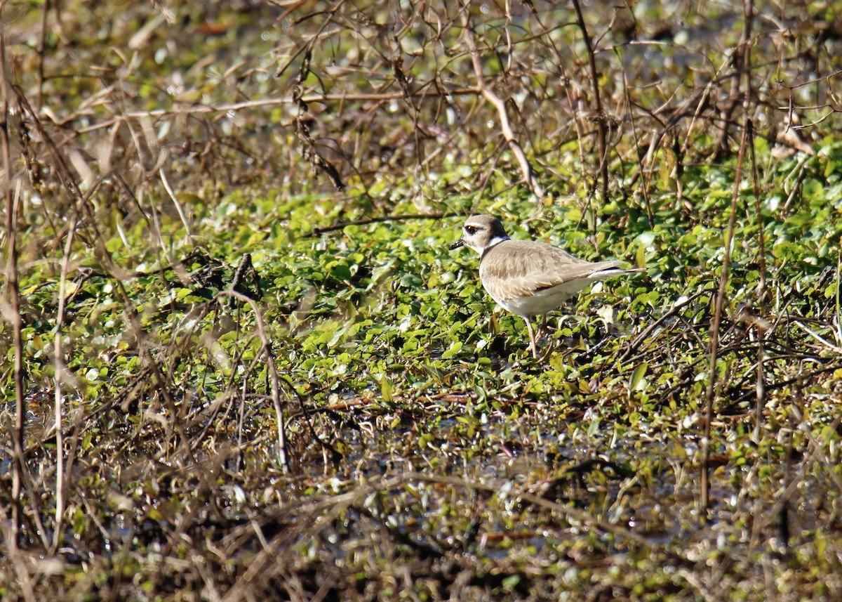 Killdeer - ML521583331