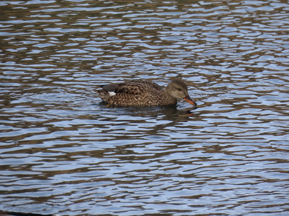 Gadwall - ML521583491