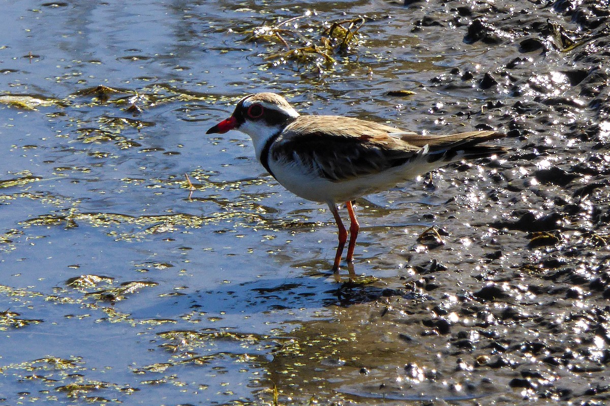 Black-fronted Dotterel - ML521583771