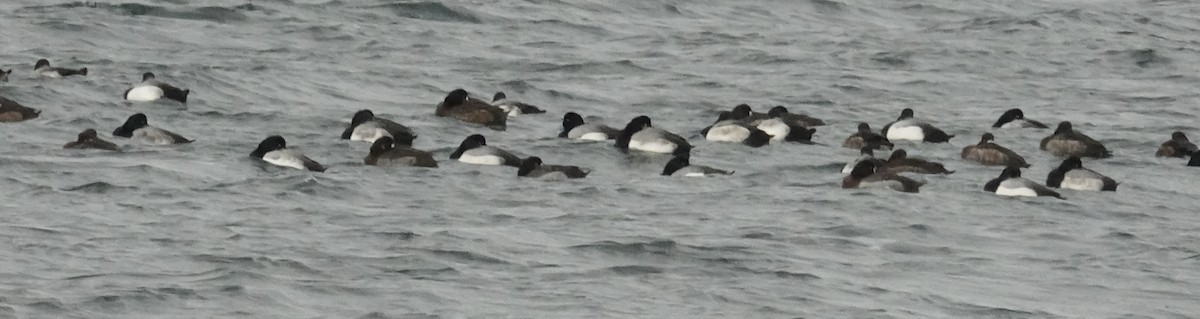 Greater Scaup - ML521583791