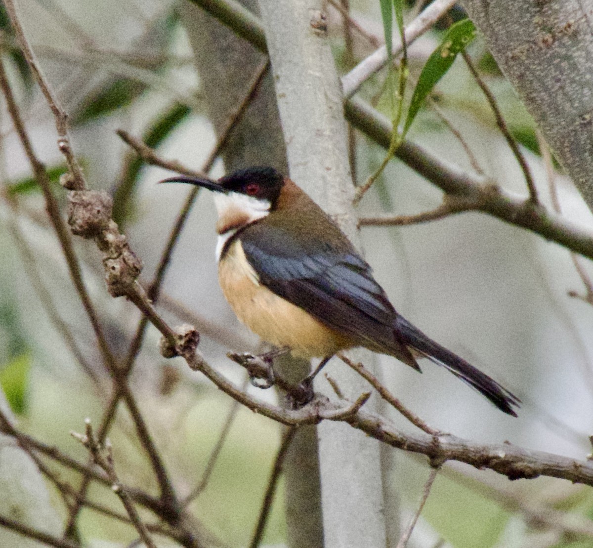 Eastern Spinebill - Brian Deans