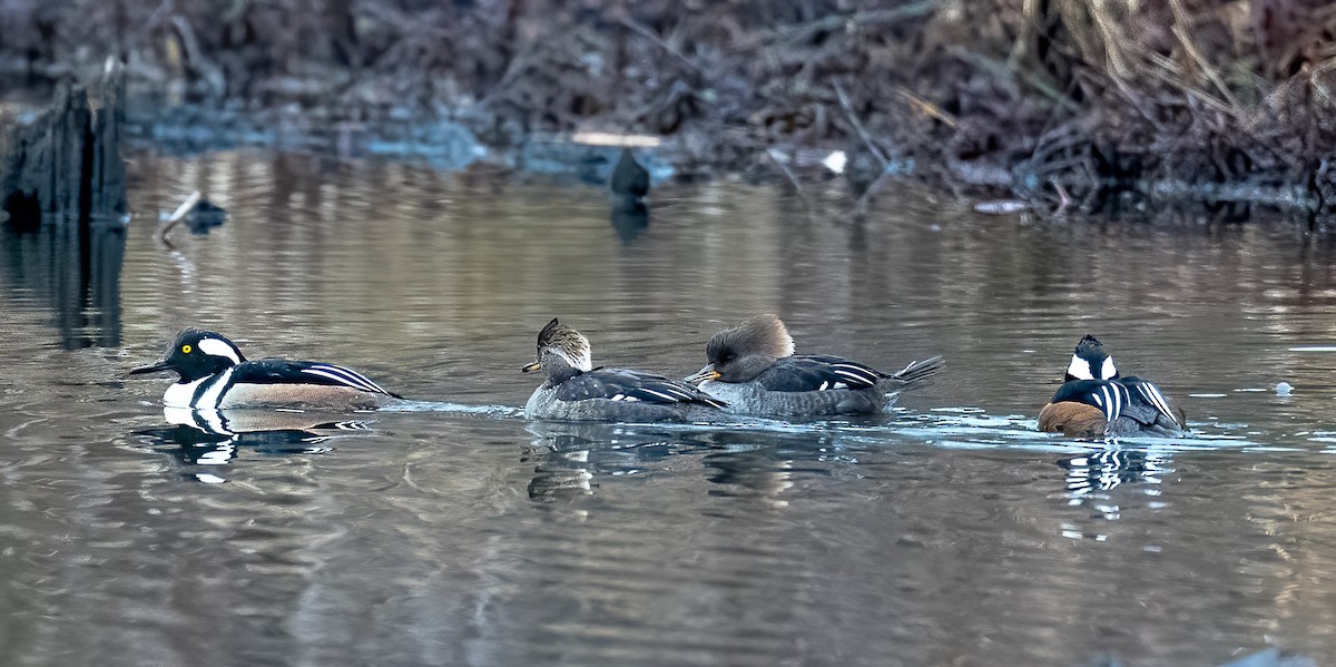 Hooded Merganser - ML521584251