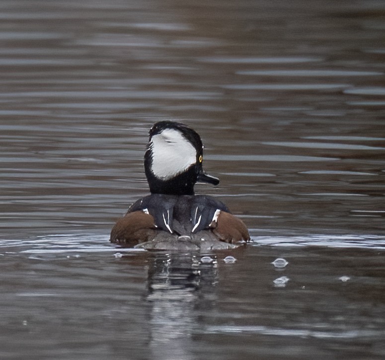 Hooded Merganser - ML521584271