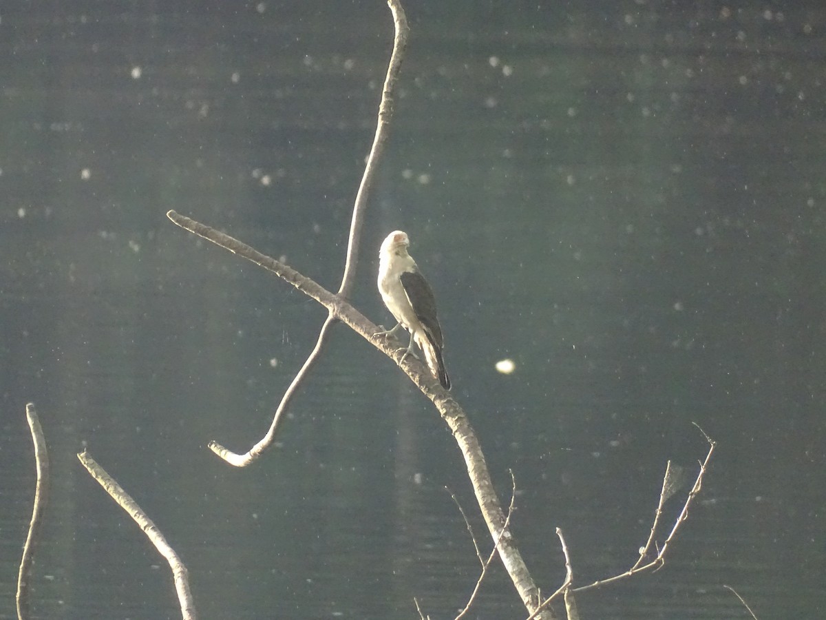 Yellow-headed Caracara - ML521584441