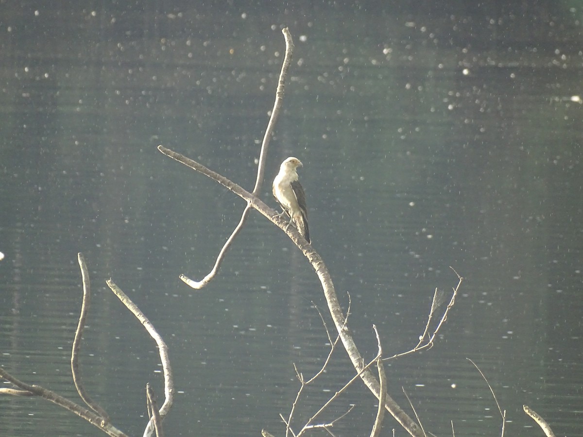 Yellow-headed Caracara - ML521584461