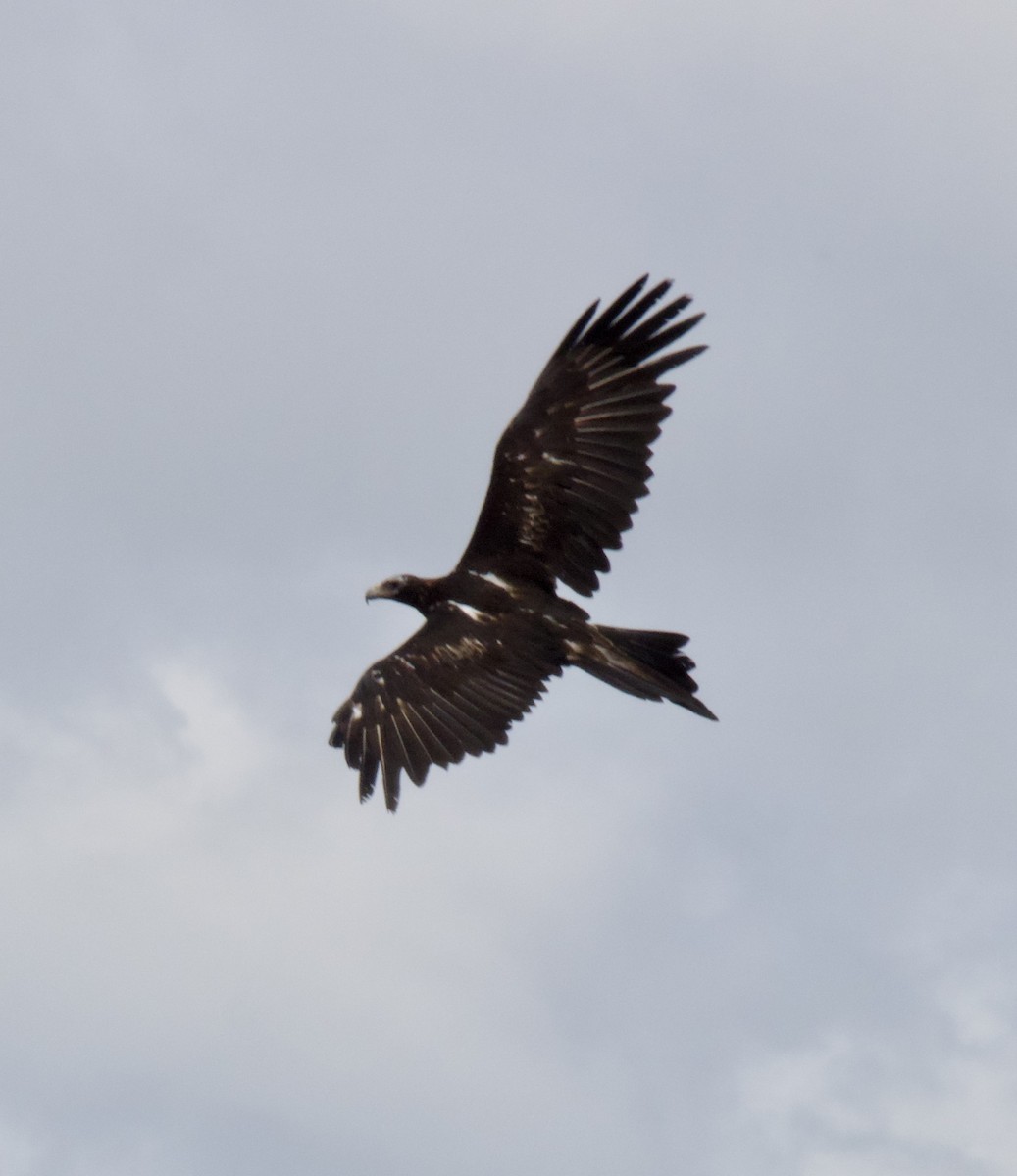 Wedge-tailed Eagle - Brian Deans