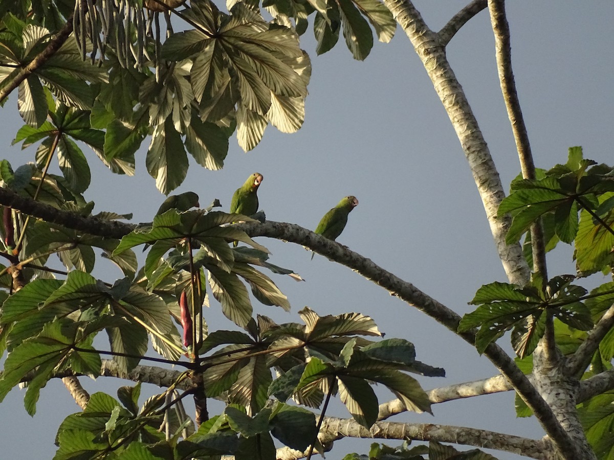 Cobalt-winged Parakeet - ML521584711