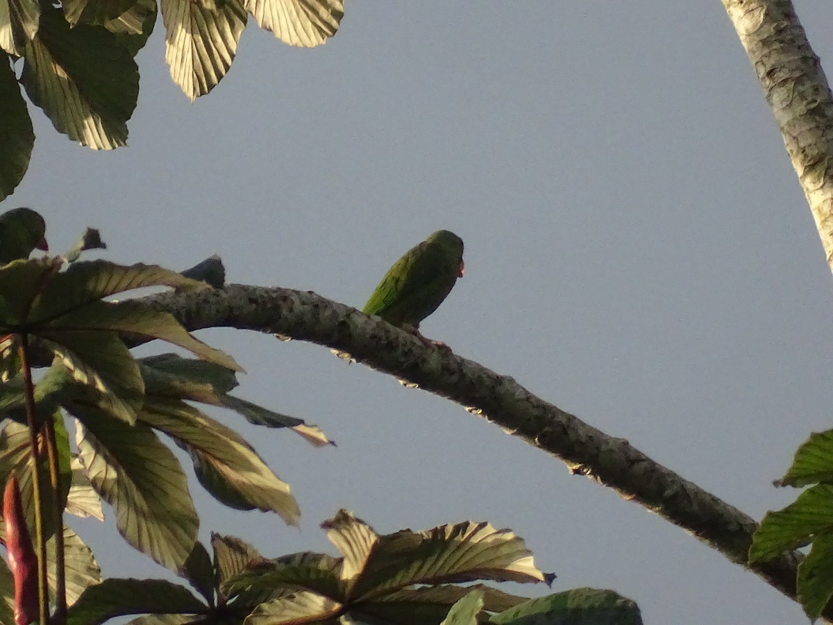 Cobalt-winged Parakeet - ML521584741