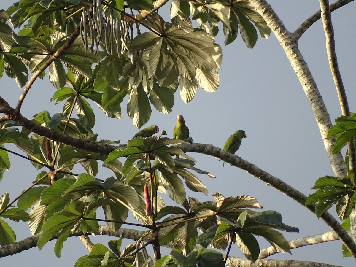 Cobalt-winged Parakeet - ML521584761