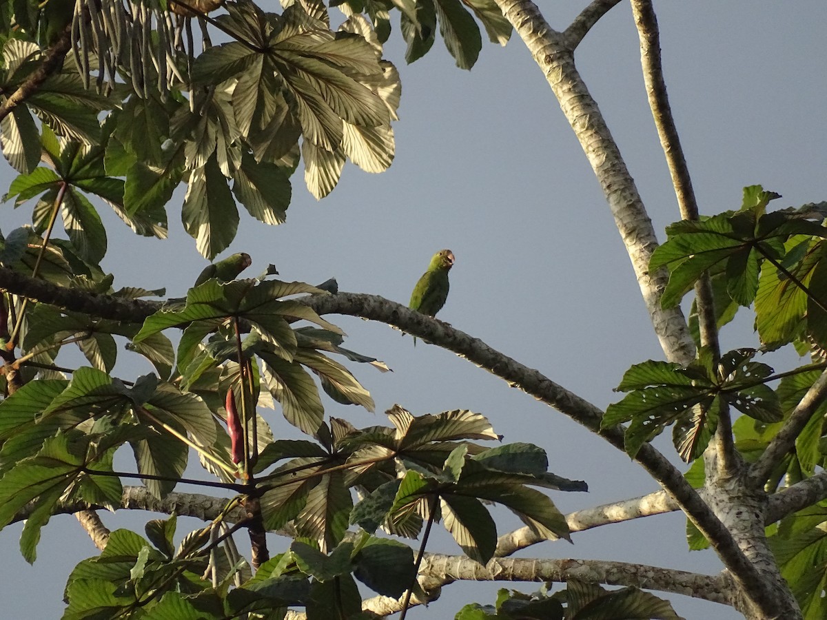 Cobalt-winged Parakeet - ML521584781